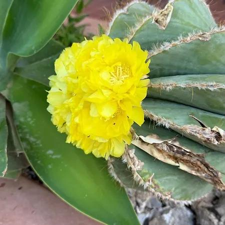 Pura Vida - Arcomagno - 4*