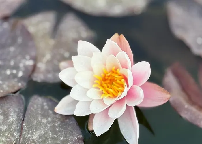 Pura Vida - Arcomagno - Bed & Breakfast San Nicola Arcella