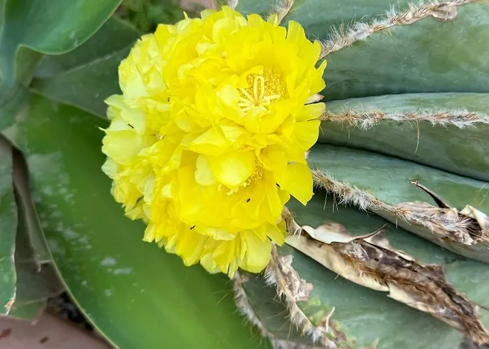 Pura Vida - Arcomagno - 4*